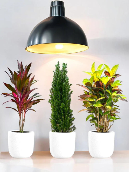 Garden Glory Set - 3X Plants | Ceramic Pot | 100 - 120 cm - Freshplants