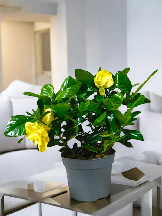 Gardenia Jasminoides or Cape Jasmine - Freshplants