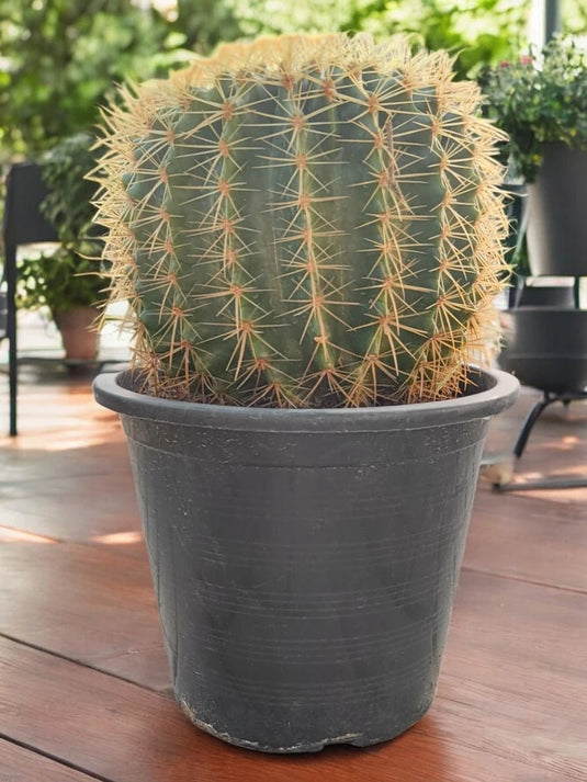 Golden Barrel Cactus - Outdoor Plant | 30 - 40 cm - Freshplants