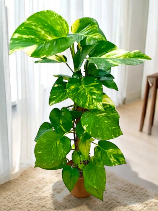 Golden Pothos | Indoor Plant | Nursery Pot | Delivery - Freshplants