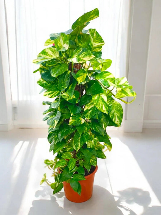 Golden Pothos | Indoor Plant | Nursery Pot | Delivery - Freshplants