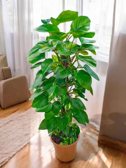 Golden Pothos | Indoor Plant | Nursery Pot | Delivery - Freshplants