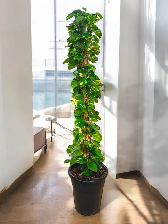 Golden Pothos | Indoor Plant | Nursery Pot | Delivery - Freshplants