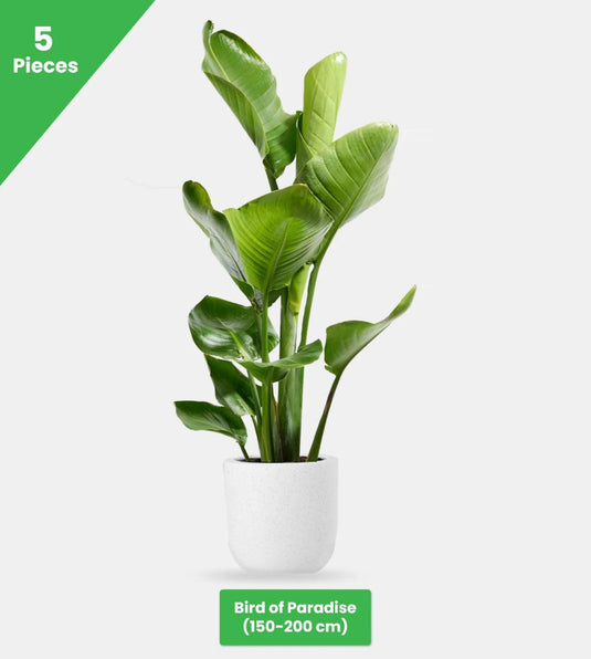 Green Gemstones Bundle - 10 x Plants - Freshplants