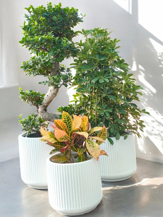 Green Glow Set | Ficus Panda S Shape, Saplera, Croton | Grey Fiber Pot Set Included - Freshplants