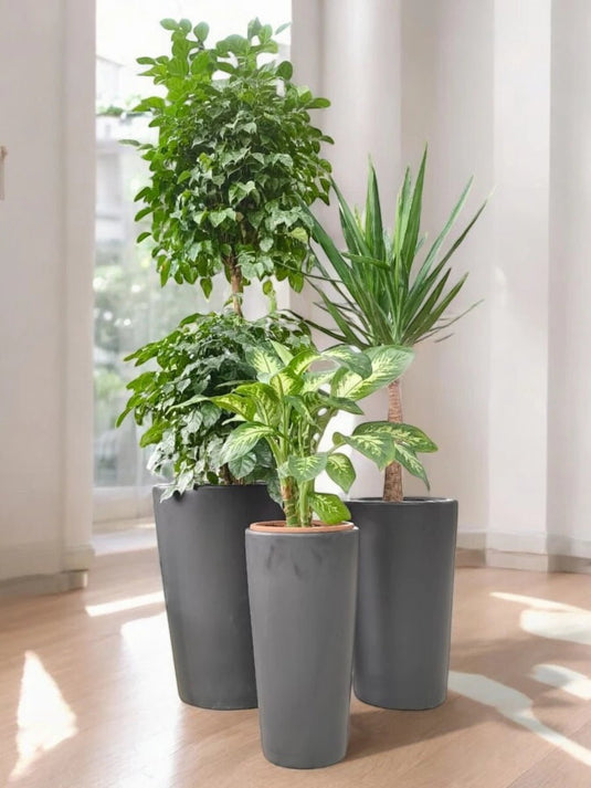 Green Goodness Pack | Radermachera 2 Step, Yucca, Dieffenbachia Plant | Black Long Ceramic Pot Set - Freshplants