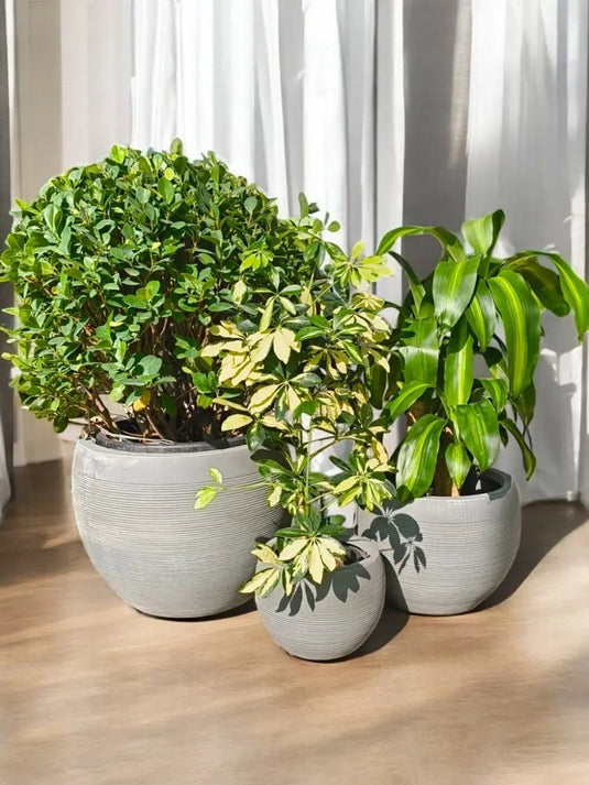 Green Grace Trio | Ficus Panda Ball Shape, Dracaena, Saplera Veriegatad Plant | Grey Fiber Pot Set Included - Freshplants