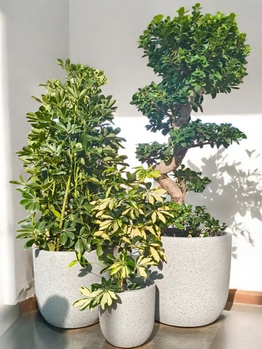 Green Heaven Set | Saplera, Ficus Panda S Shape, Saplera Variegatad Plant | Grey Fiber Pot Set Included - Freshplants