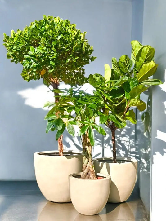 Green Luxury Bundle | Ficus Lyrata, Ficus Panda One Head, Pachira Plant | Grey Fiber Pot Set Included - Freshplants