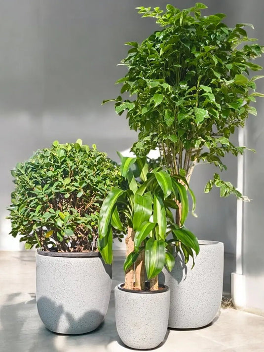 Green Paradise Trio | Ficus Panda Ball Shape, Dracaena, Radermachera Plant | Grey Fiber Pot Set Included - Freshplants