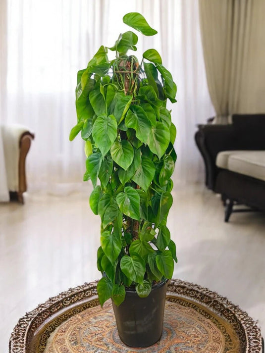 Heart Leaf Philodendron | 80 to 140 cm | Nursery & Ceramic - Freshplants