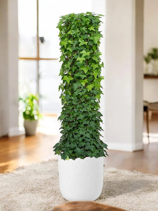 Hedera plant | Hedera helix or English Ivy | 20 - 100 cm | Nursery and Ceramic Pot - Freshplants