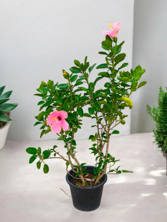 Hibiscus Rosa - Sinensis | 40 - 60 cm | Nursery Potted Plant - Freshplants