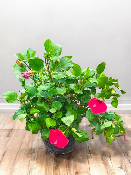 Hibiscus Rosa - Sinensis | 40 - 60 cm | Nursery Potted Plant - Freshplants