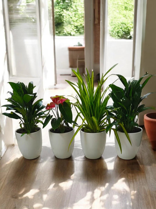 Indoor Balcony Bundle - 4X Plants | Ceramic Pots - Freshplants