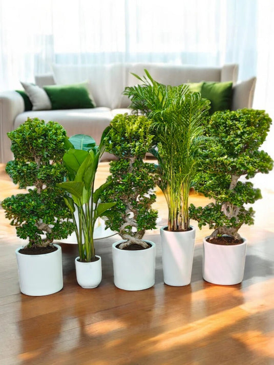 Indoor Jungle Set 5X Plants | Ceramic Pot Included - Freshplants