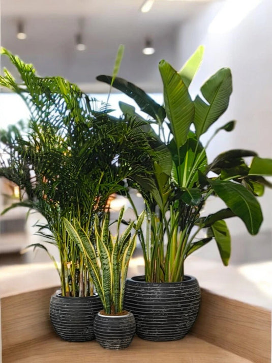 Indoor Paradise Trio Bundle | Bird of Paradise, Areca Palm, Snake Plant | Fiber Pot Set Included (Copy) - Freshplants