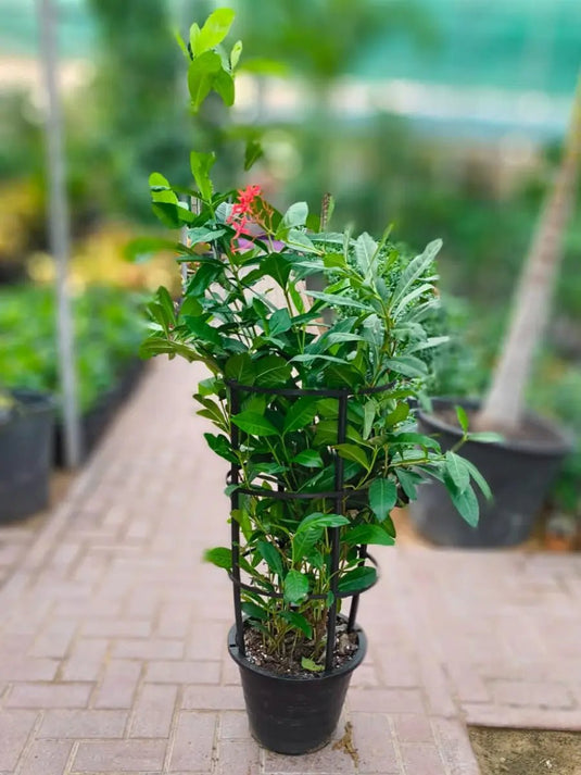 Ixora Coccinea | Outdoor Flowering | 30 to 120 Size - Freshplants