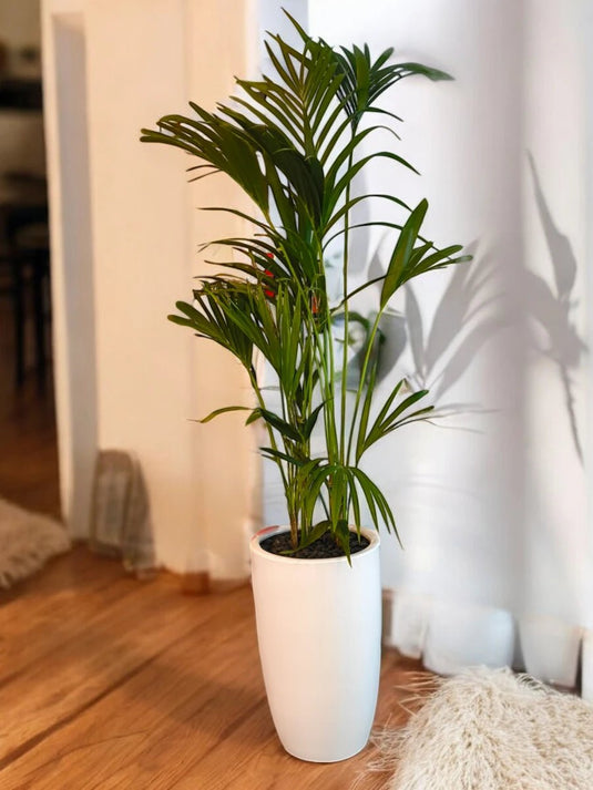 Kentia palm or Thatch Palm | 80 - 300 cm | Ceramic and Nursery Pot - Freshplants