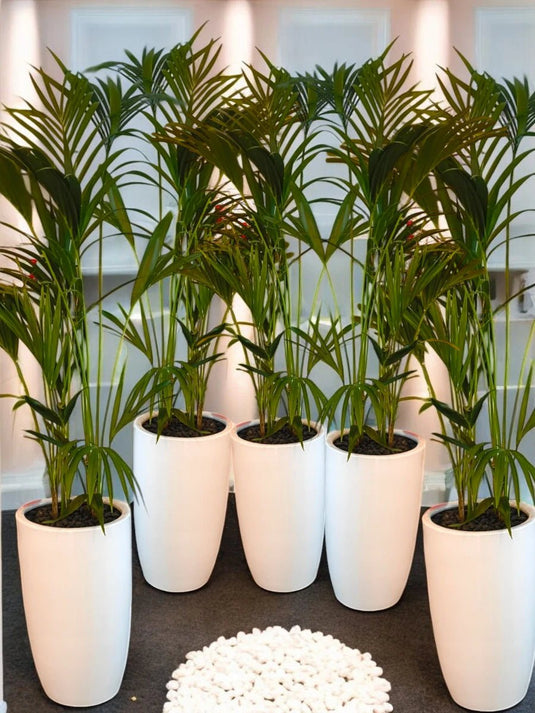 Kentia Palm Supreme Bundle x 5 - Freshplants