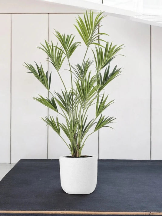 Kentia Premium Bundle - 3 x Plants - Freshplants