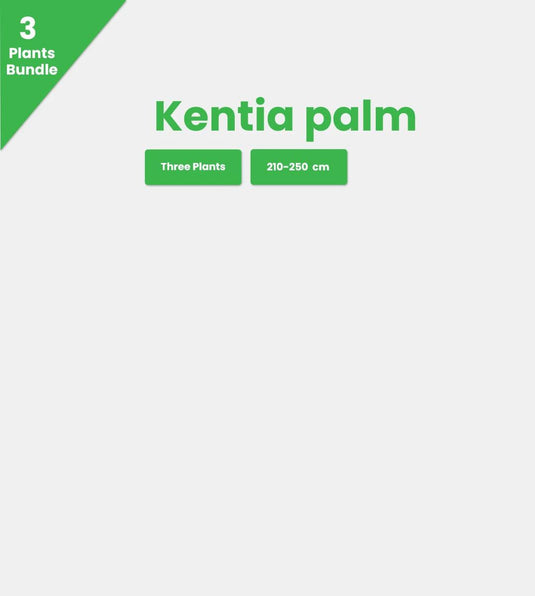 Kentia Premium Bundle - 3 x Plants - Freshplants