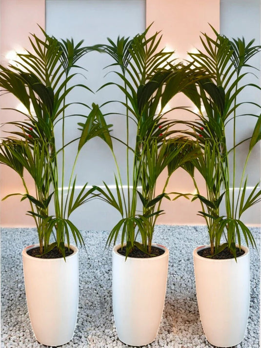 Kentia Premium Bundle - 3 x Plants - Freshplants