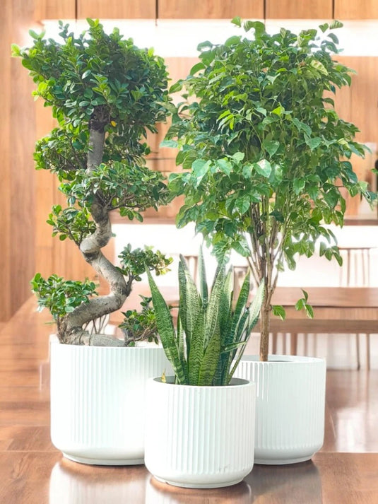 Leafy Luxury Set | Ficus Panda S Shape, Radermachera, Snake Plant | Grey Fiber Pot Set Included - Freshplants