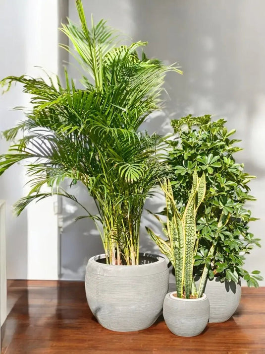 Luxury Green Trio | Areca Palm, Saplera, Snake Plant | Grey Fiber Pot Set Included - Freshplants