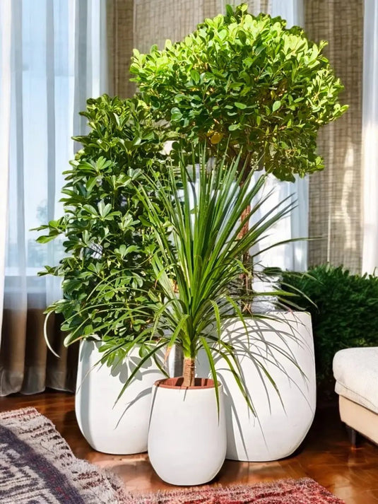 Majestic Green Set | Ficus One Head, Saplera, Yucca Plant | Ceramic Pots - Freshplants