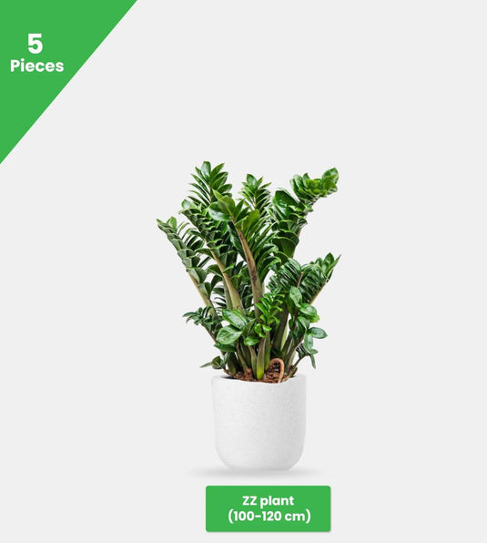 Mix Green Bundle - 13 x Plants - Freshplants