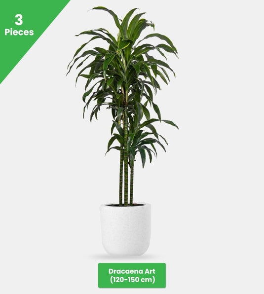 Mix Green Bundle - 13 x Plants - Freshplants