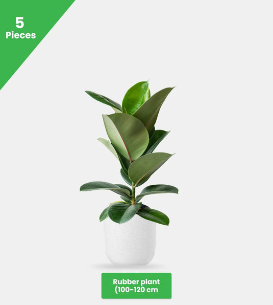 Mix Green Bundle - 13 x Plants - Freshplants