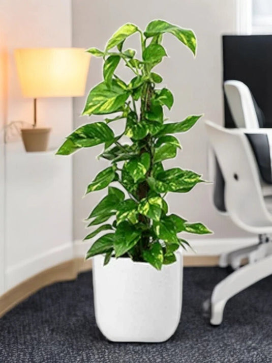 Money Plant - Epipremnum Aureum | Small to Large, 60cm - 150cm | Repotted Indoor Plants Pots | Nursery or Ceramic Pot - Freshplants