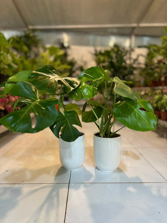 Monstera Swiss Cheese Bundle (2 Pcs) | 30 - 50 cm | Ceramic Pot - Freshplants