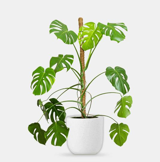 Monstera - Swiss Cheese | Monstera deliciosa - The Hurricane - Freshplants