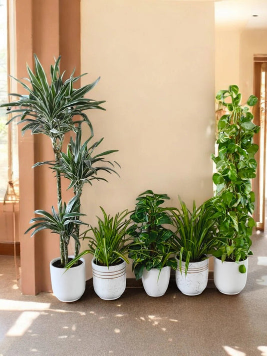 Nature Touch Bundle - 5X Plants | Ceramic Pot - Freshplants