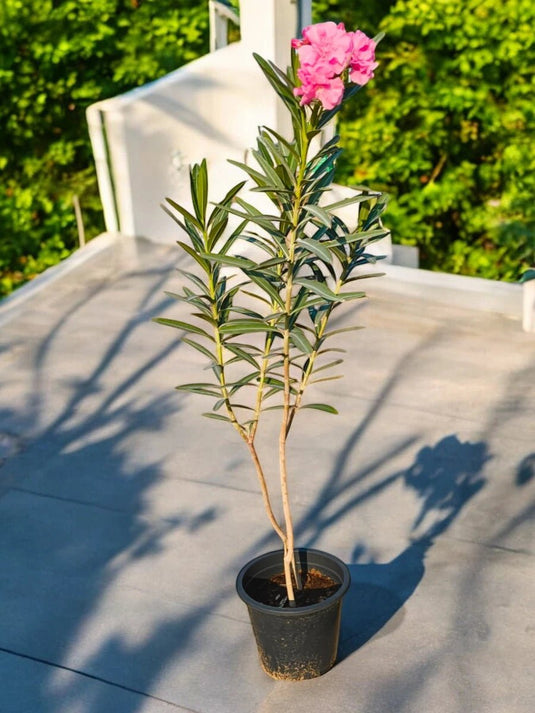 Nerium oleander | 80 - 100 cm | Nursery and Ceramic Pot - Freshplants