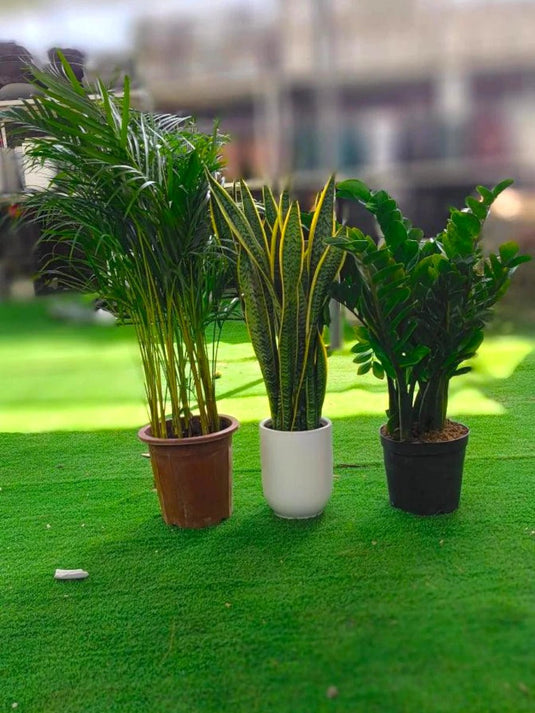 Oasis Green Combo (3 Pcs)| Areca Palm, Snake Plant and Zamia ZZ plant - Freshplants