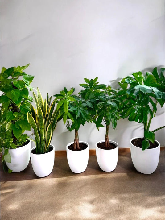 Office Bundle (5 Pcs) |Swiss Cheese, Snake Plant, Pachira and Money Plant - Freshplants