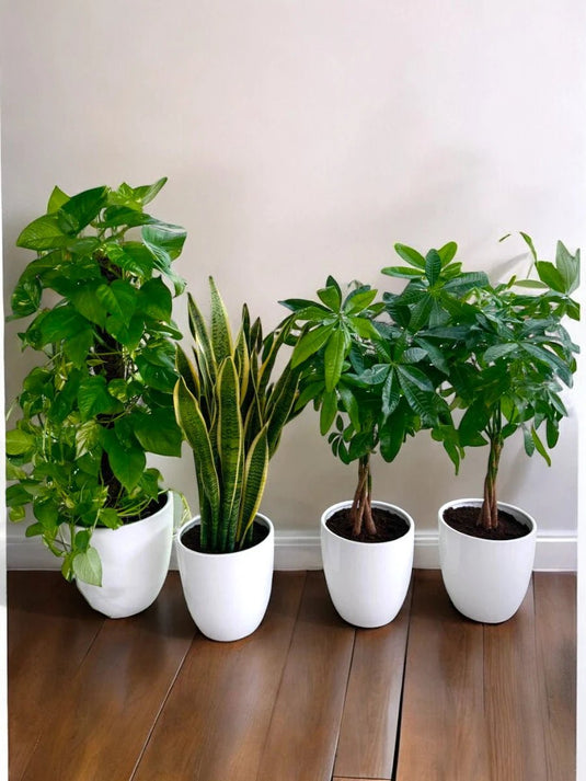 Office Green Combo (4 pcs)| Swiss Cheese, Snake Plant and Pachira Plant - Freshplants