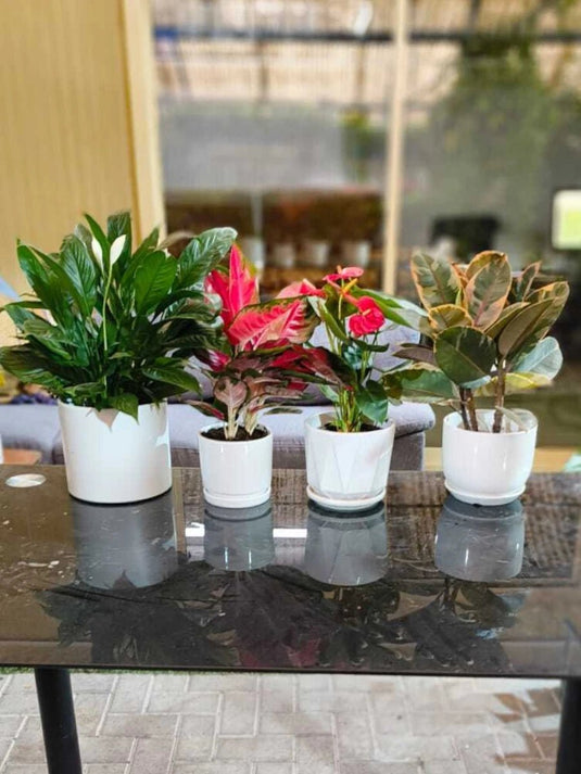 Office Tabletop Bundle | 4X Plants with Ceramic Pot - Freshplants