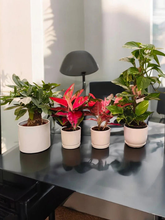 Office Tabletop Green Bundle | 4X Plants with Ceramic Pot - Freshplants