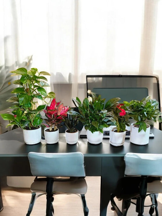 Office Tabletop Mega Bundle | 6X Plants with Ceramic Pot - Freshplants