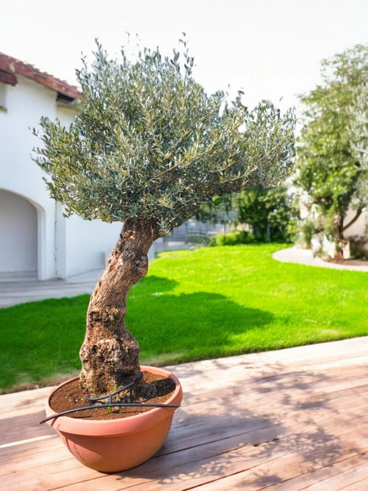 Olive Bonsai 2 Meter Tree | Bonsai Plants - Freshplants