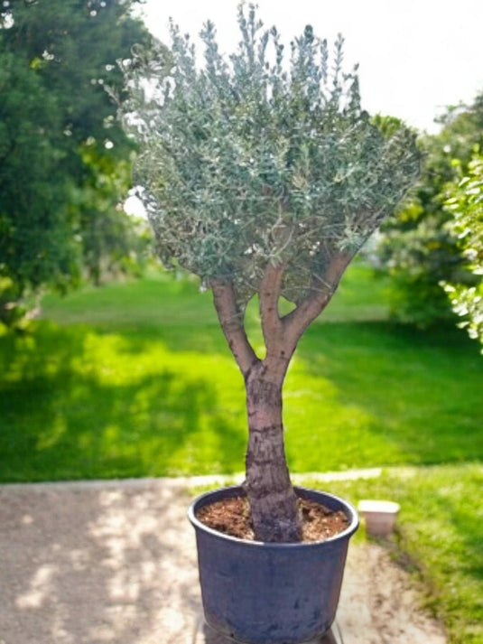 Olive Bonsai 2 Meter Tree | Bonsai Plants | Nursery Pot | Outdoor - Freshplants