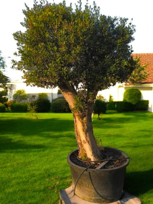 Olive Bonsai Big Size Tree | 200 cm | Nursery Pot | Outdoor - Freshplants