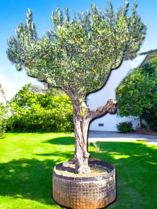 Olive Bonsai Big Tree | Bonsai Plants | 200 - 250cm | Nursery Pot | Outdoor - Freshplants