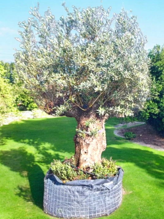 Olive Bonsai Large Trunk Tree | Bonsai Plants | 200 cm | Nursery Pot | Outdoor - Freshplants