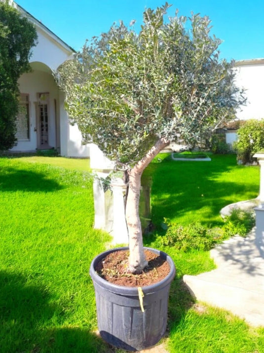 Olive Bonsai Long Tree | 200 cm | Nursery Pot | Outdoor - Freshplants